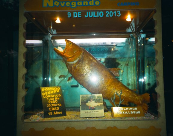 The record of Dorado: 30.7kg!