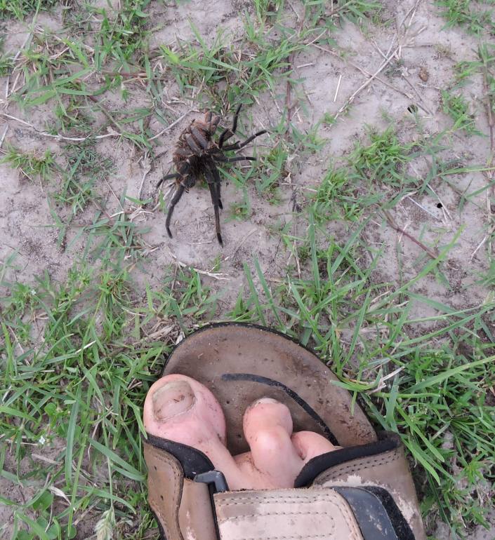 The Spider compared with a -muddy- foot...