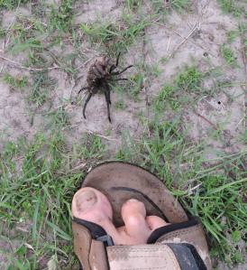 The Spider compared with a -muddy- foot...