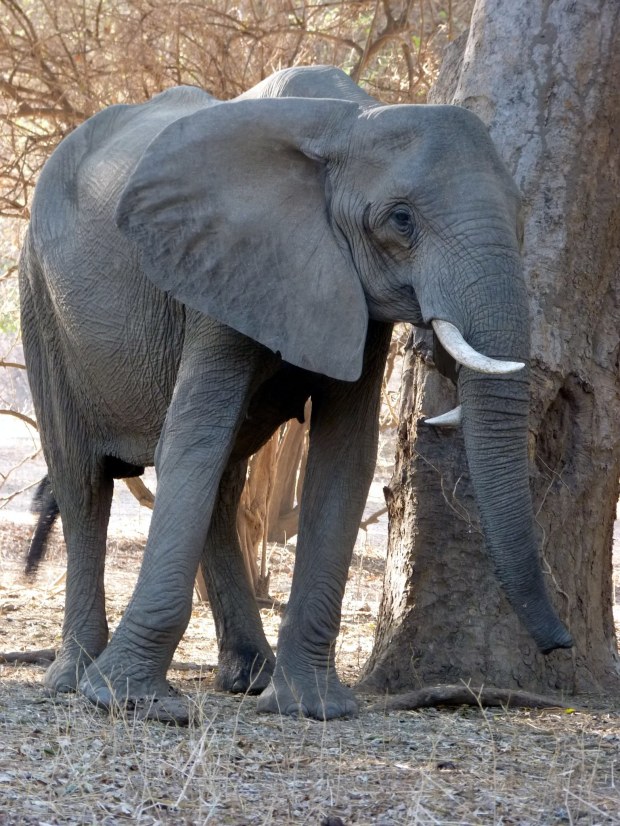 twisted tusker small 1