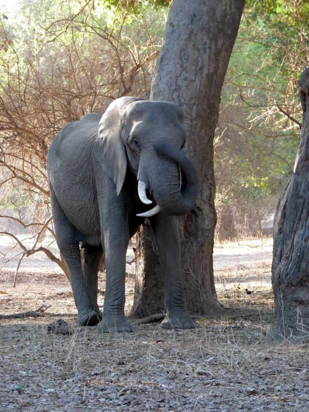 Twisted tusker small