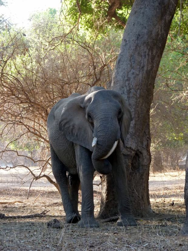 Twisted tusker trunk