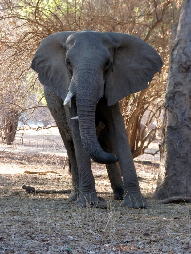 twisted tusker tusk tip small