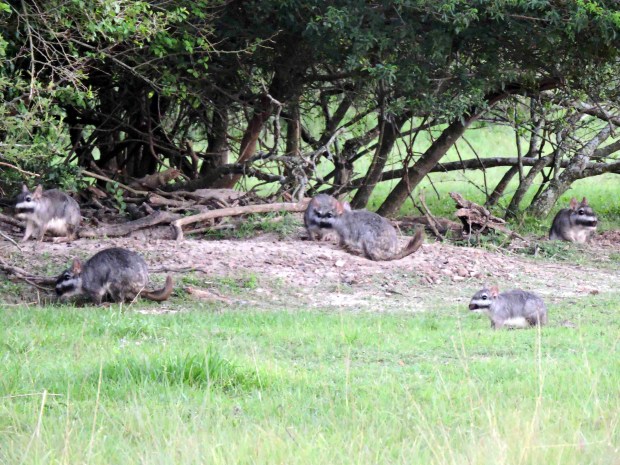 A family of Plains Vizcacha out in the evening.