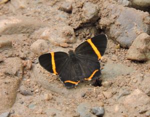 Black and orange cropped