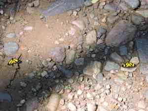 Black and yellow different from each other small