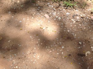 Black and yellow group