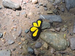 Black and yellow unknown cropped