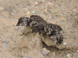 Black wing folder crop