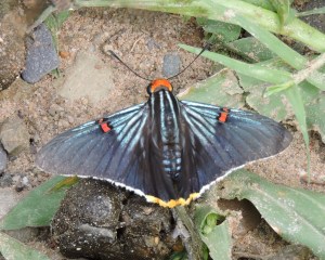 A close-up of the butterfly/fly.