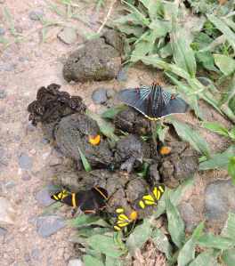 Various insects attracted by faeces. The obvious iridescent blue butterfly/fly called our attention.