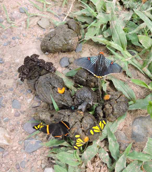 Various insects attracted by faeces. The obvious iridescent blue butterfly/fly called our attention.
