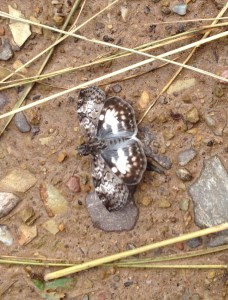 Brown and white crop