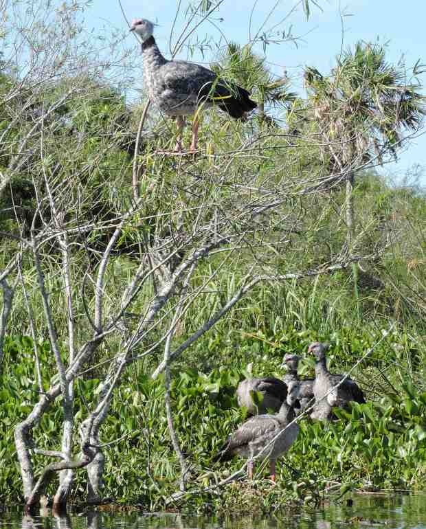 A group of Southern Screamers at the Ibera lagoon. Picture by Julio de Castro.