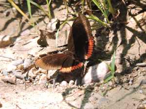 Crimson black 1 small