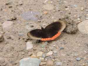 Crimson black 2 small