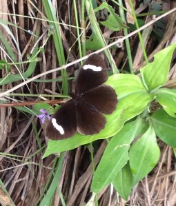 Dark brown and white small