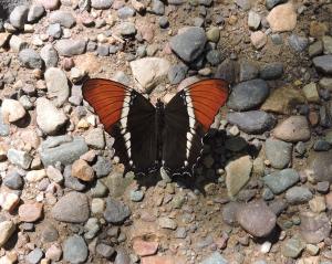 Dark Malachite 1 crop