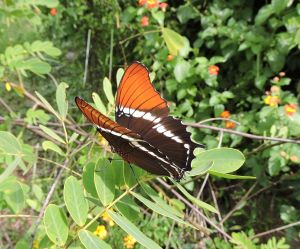 Dark Malachite 2 crop