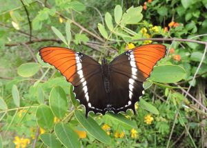 Dark Malachite 3 crop