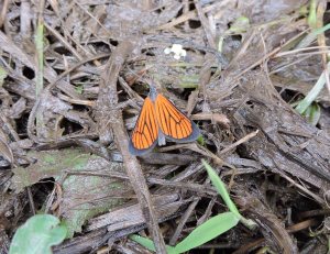 Orange small unknown crop