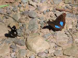 Yunguena Sapphire and hooked small