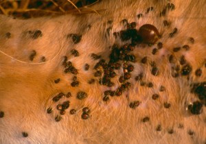 Heavy tick infestation, mainly Amblyomma spp.