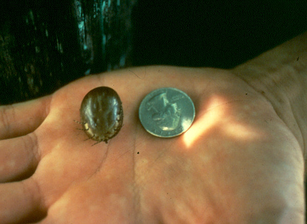 The size of a tick!
