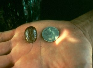 The size of a tick!