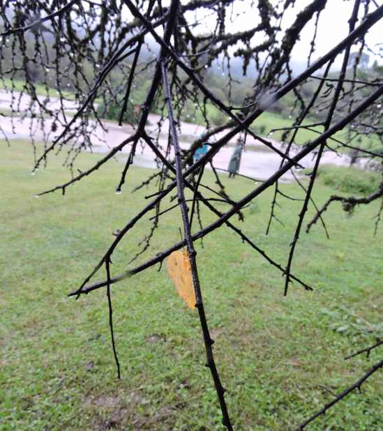 The butterfly perfectly aligned under the thin branch.