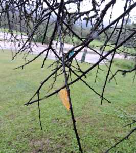 The butterfly perfectly aligned under the thin branch.