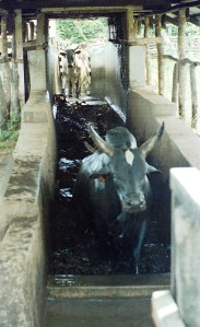 Cattle being dipped with acaricides.