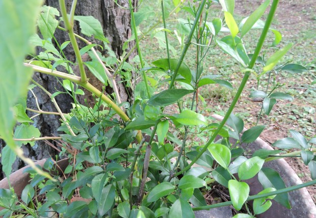 Grasshopper close up