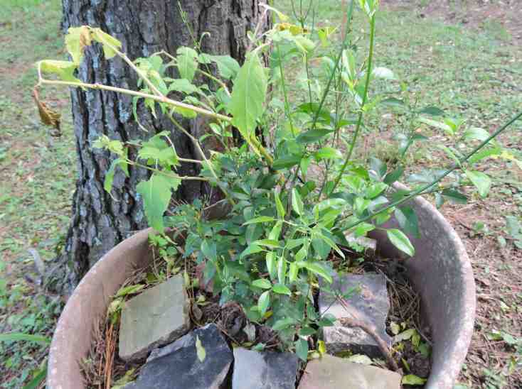 Grasshopper from far