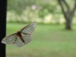 Safer inside the house and looking out.