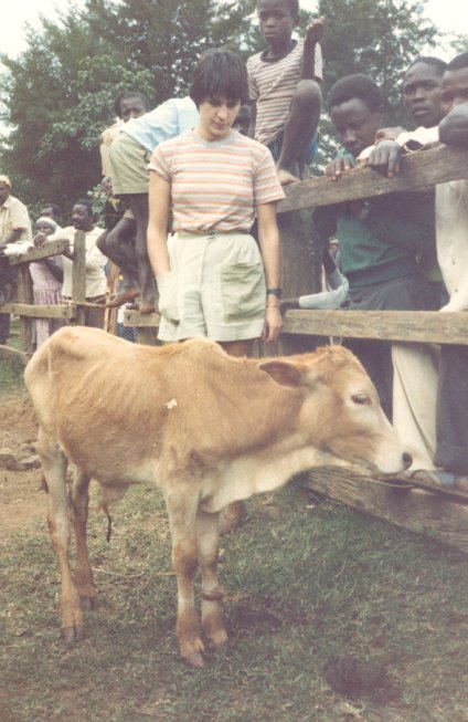 A survivor! An adult steer with my wife and members of the public!.