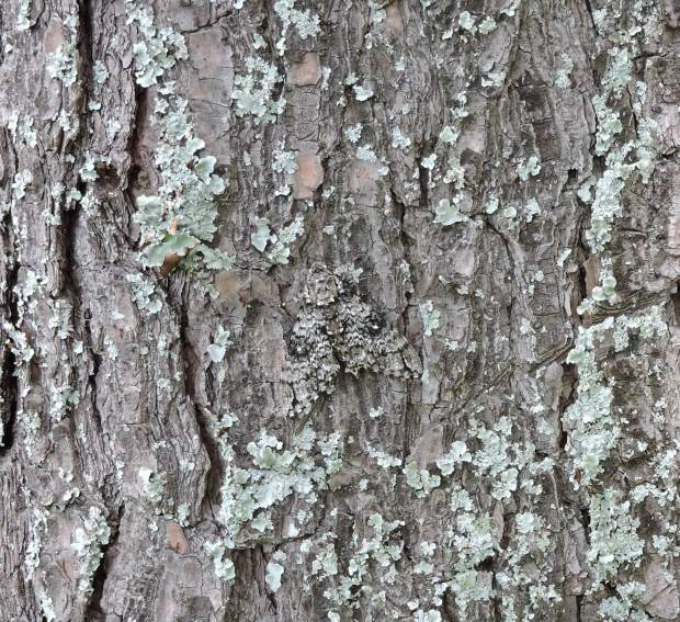 Moth on bark close up small cropped