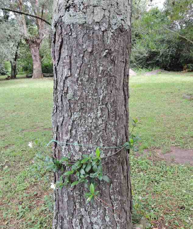 Moth on bark cropped and small