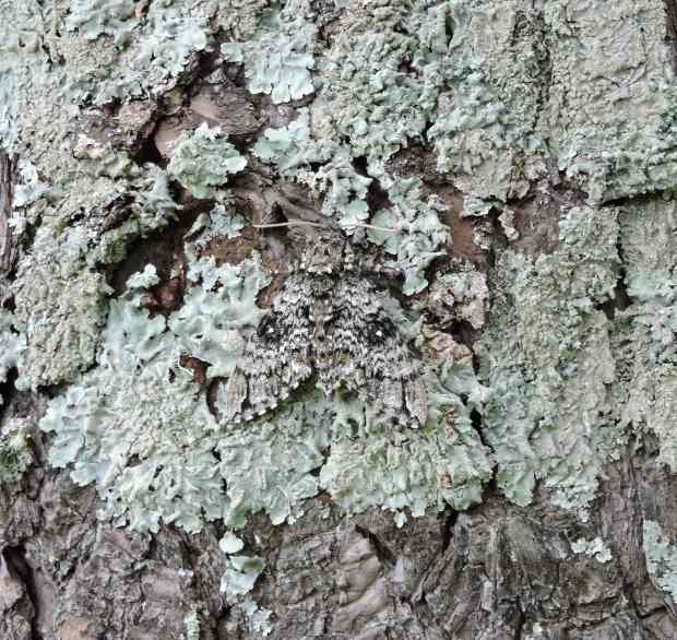 Moth on moss close up small cropped