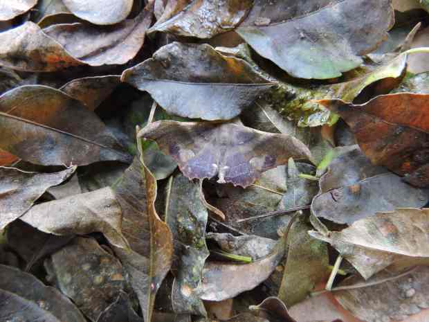 Moth on Paradise leaves close up small