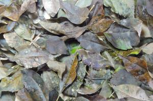Moth on Paradise leaves
