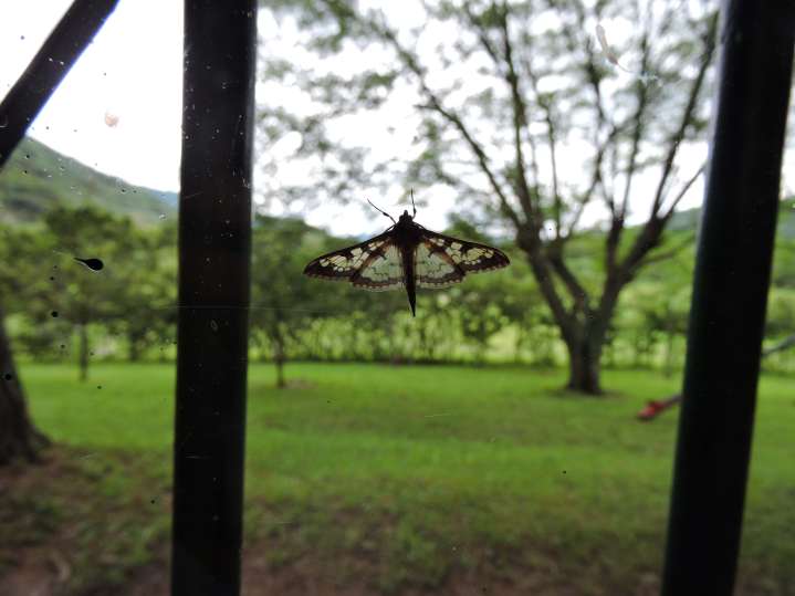 Another clever moth!