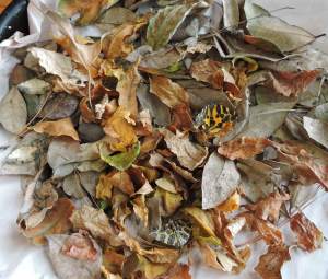 Moths on leaves