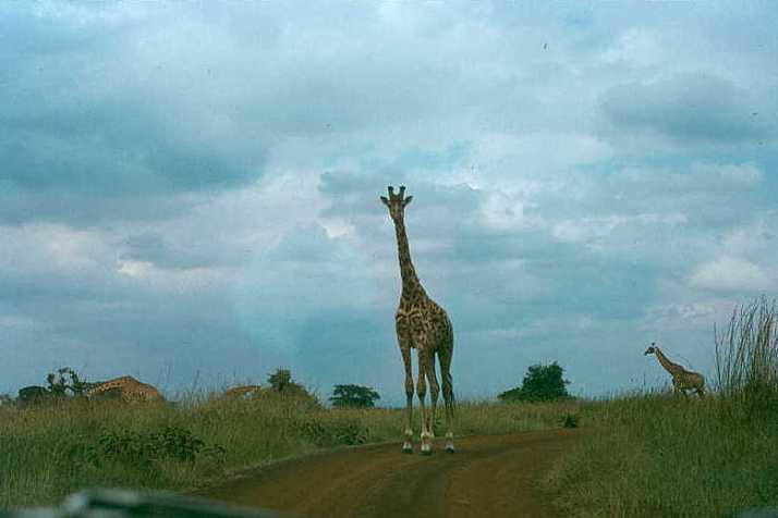 My first giraffe at Nairobi National Park.