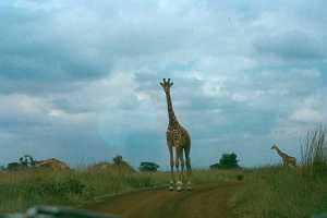 My first giraffe at Nairobi National Park.