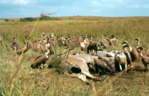 I took this picture of vultures at a carcass while driving past!