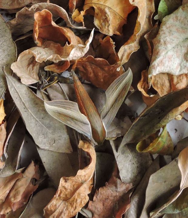 slick moth on leaves cropped enlarged copy