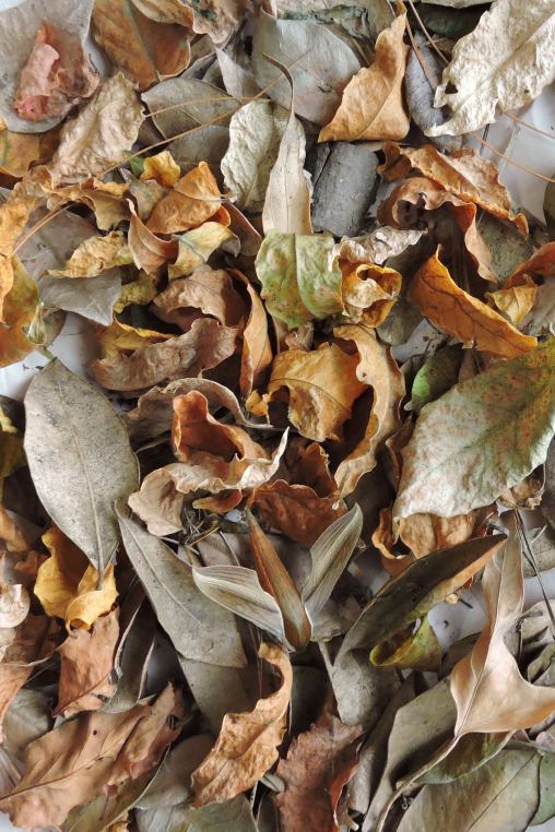 slick moth on leaves cropped