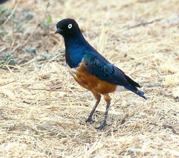 A Superb Starling (Lamprotornis superbus).