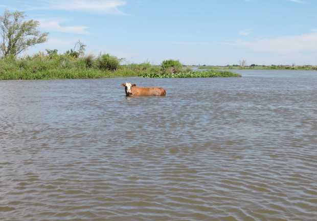 The cow in shallow water.